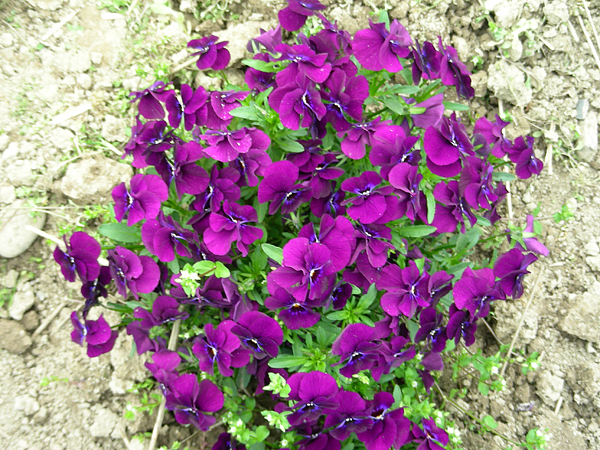 pansy in flower